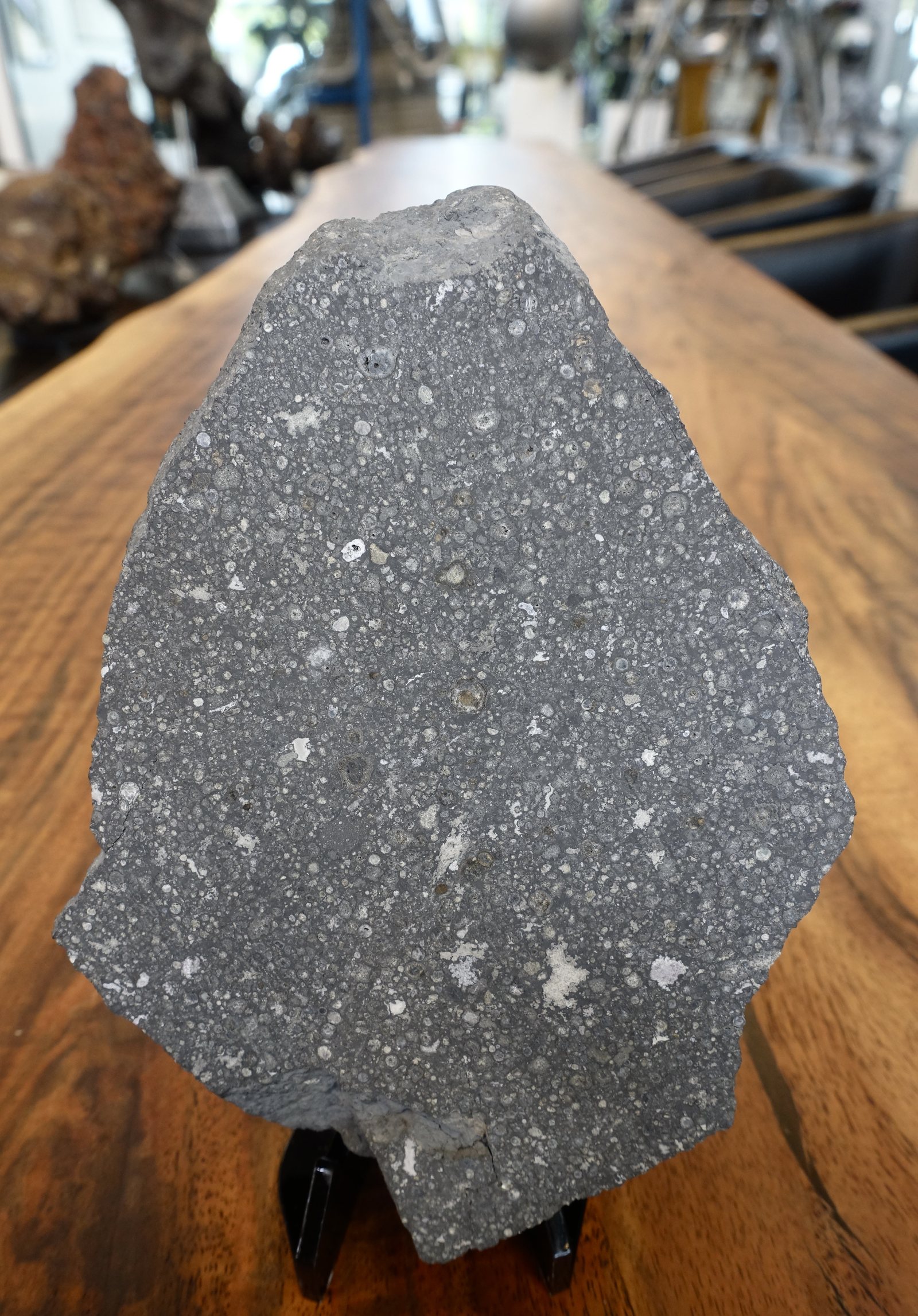 Grande plaque de la météorite Allende, chondrite carbonée aux chondres et inclusions blanches visibles