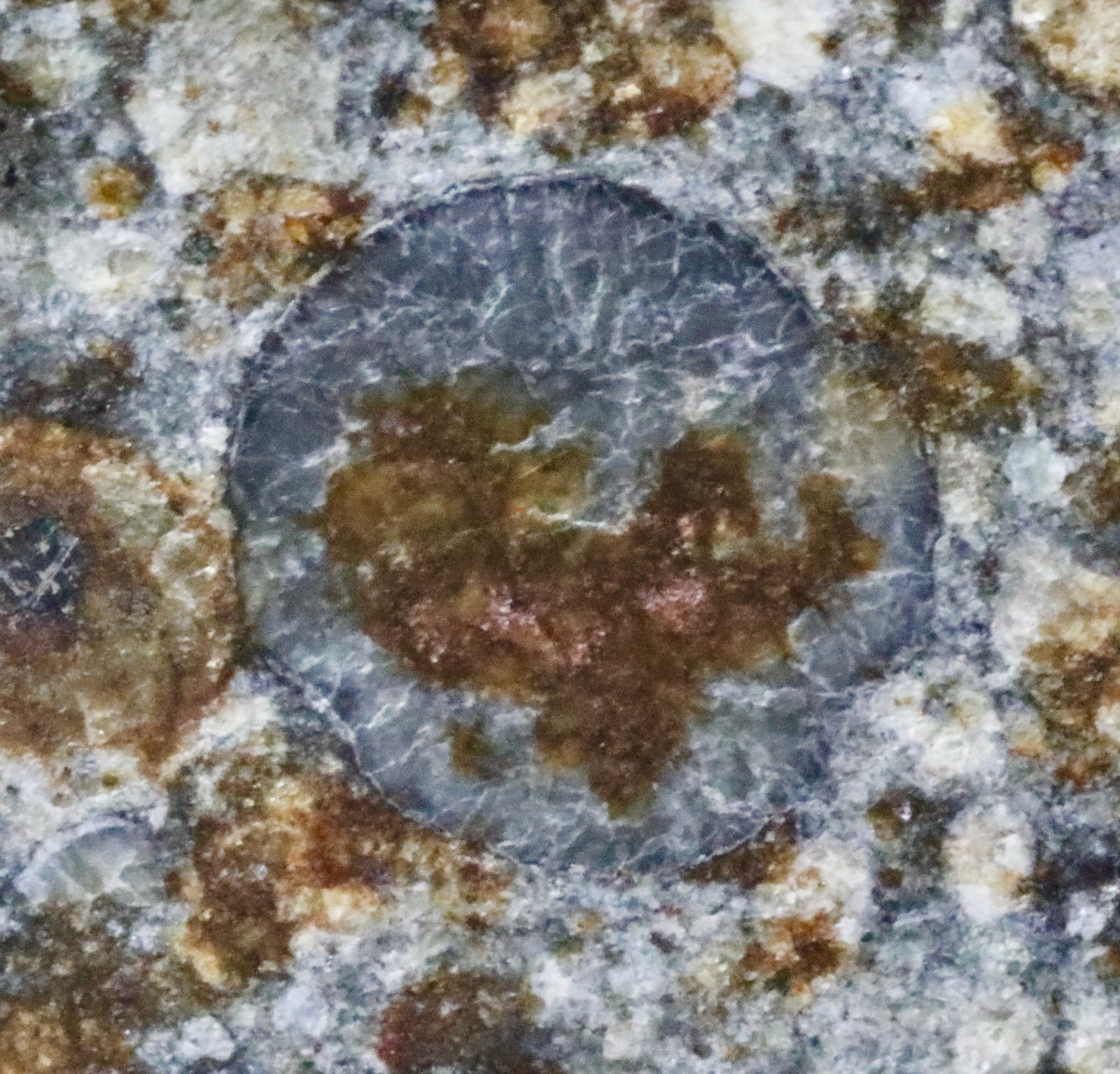 Macro d'un chondre entouré de sa matrice sur une tranche de la chondrite NWA 869