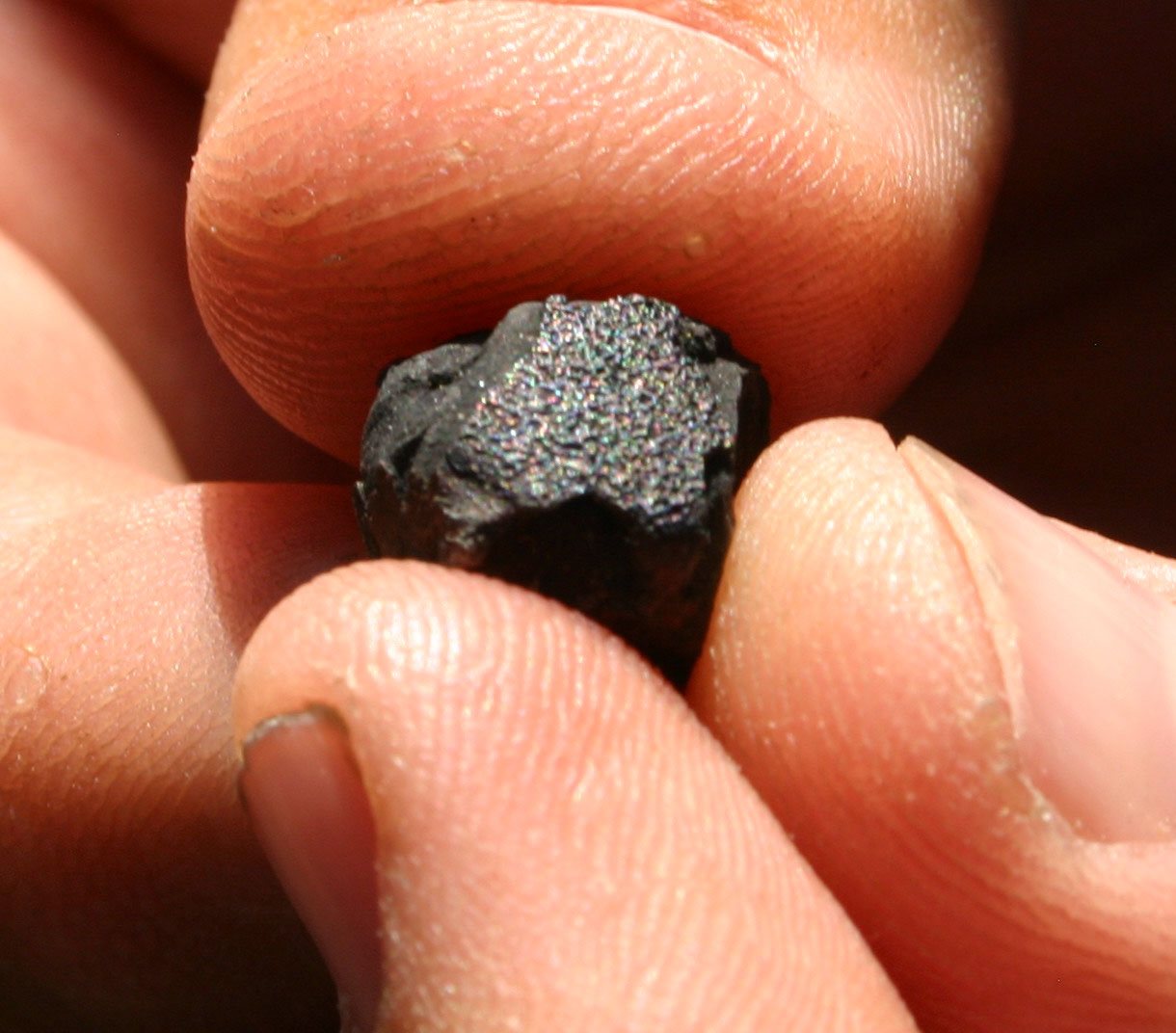 Petit fragment de la météorite Sutter's Mill à croûte de fusion irisée, tenu entre deux doigts