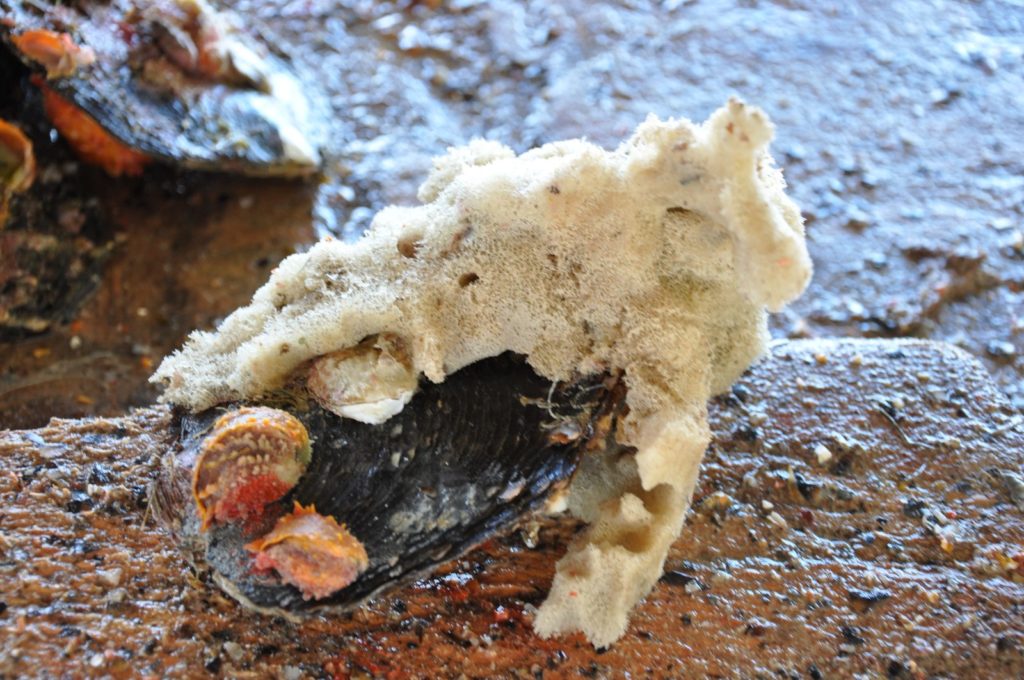 Éponge et épibiontes fixés sur la coquille d'une huître perlière