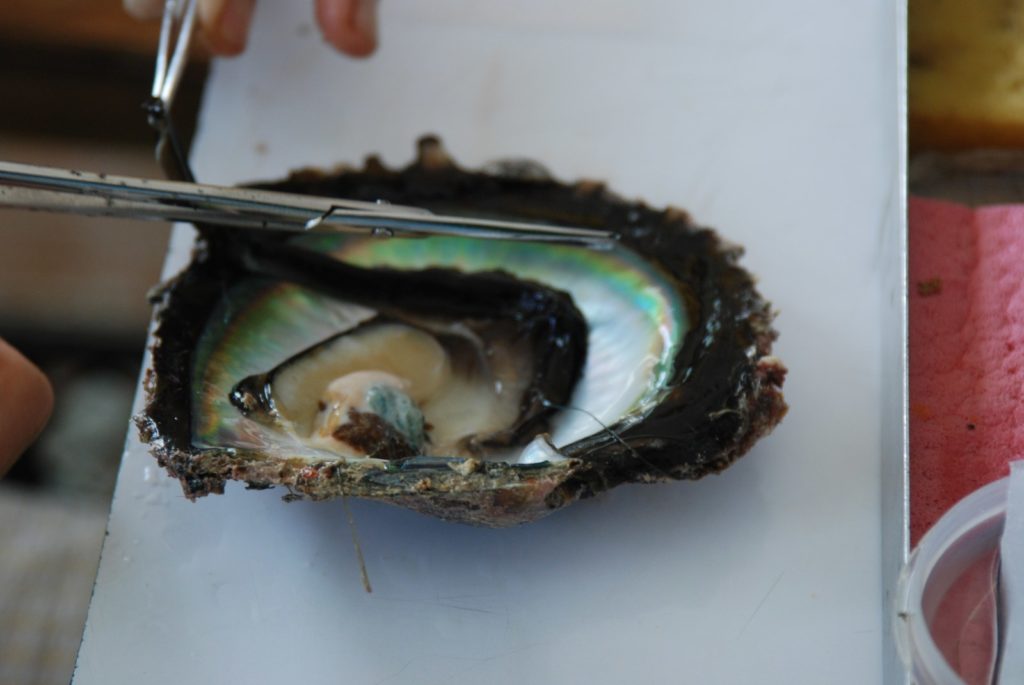 Intérieur nacré d'une coquille d'huître perlière de Tahiti