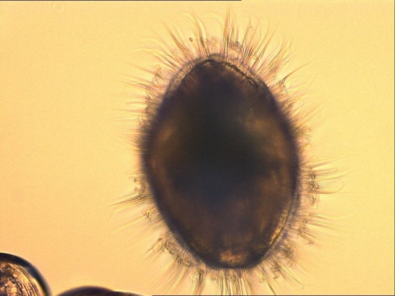 Larve d'huître perlière observée au microscope optique
