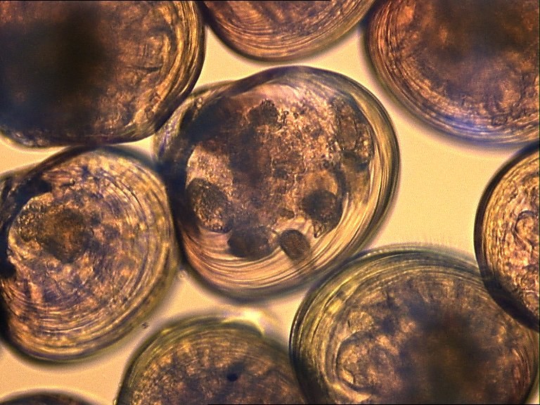 Larves d'huître perlière à coquille au microscope optique