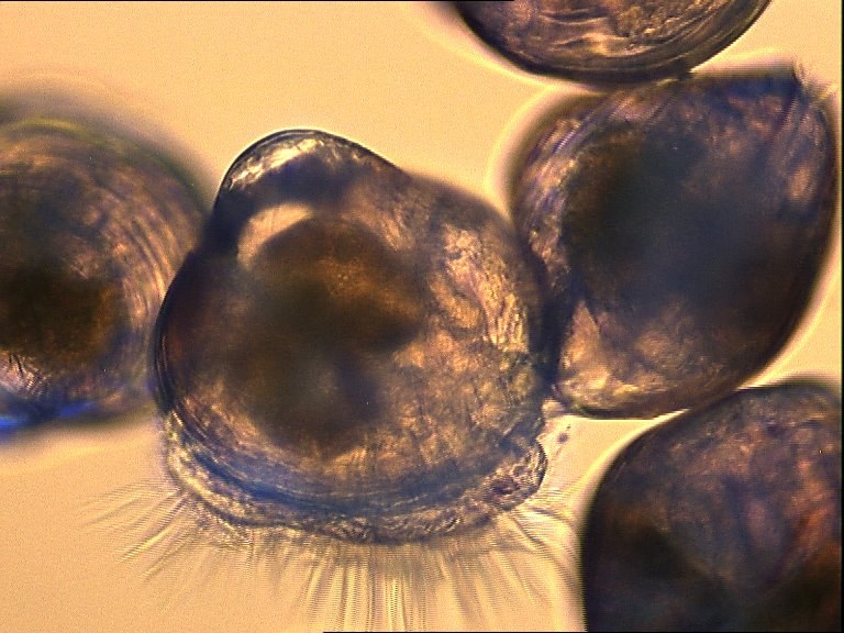 Larves d'huître perlière avec vélum visible au microscope