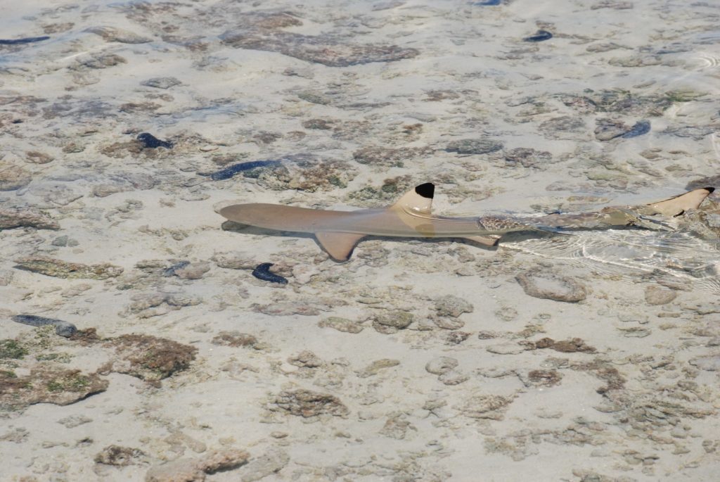 Requin à pointes noires sur un platier de lagon