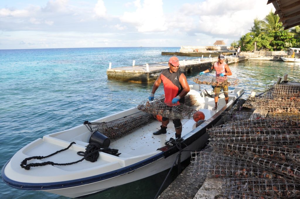 Déchargement d'huîtres perlières sur un quai en Polynésie