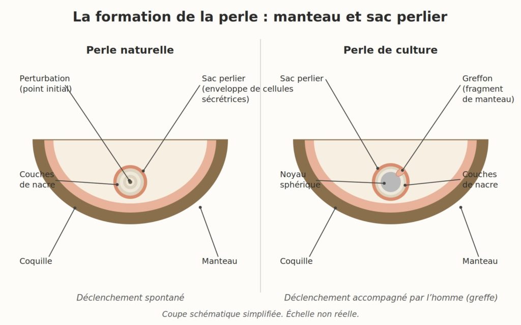Schéma de la formation de la perle montrant la coquille, le manteau et le sac perlier, pour la perle naturelle et la perle de culture