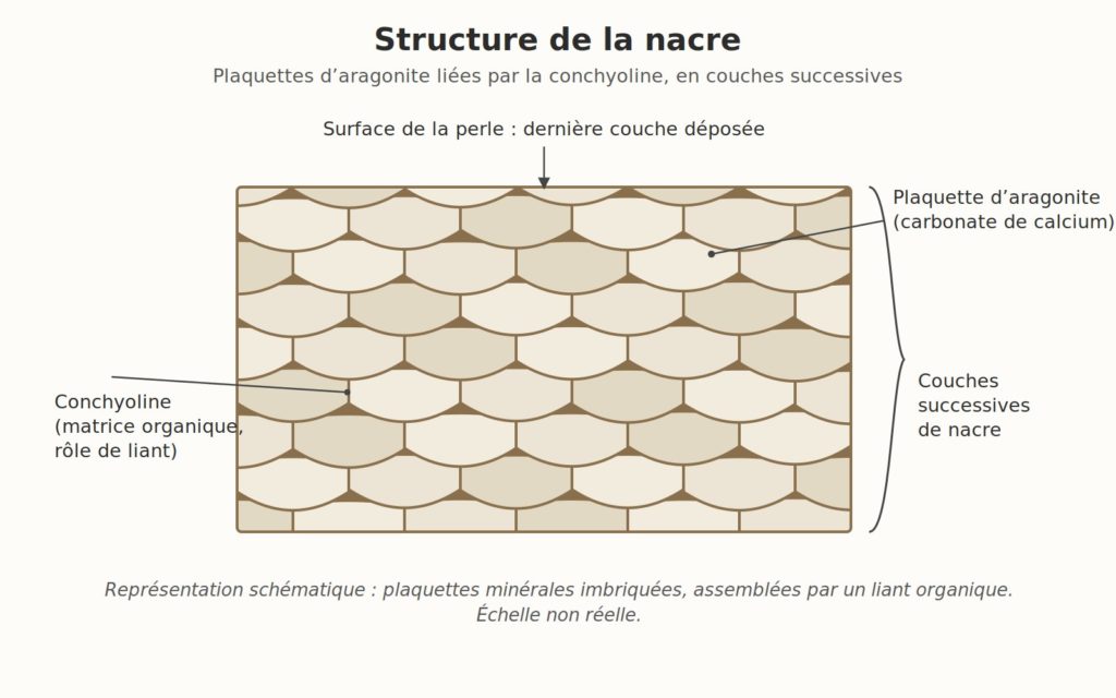 Schéma de la structure de la nacre montrant des plaquettes d’aragonite imbriquées liées par la conchyoline