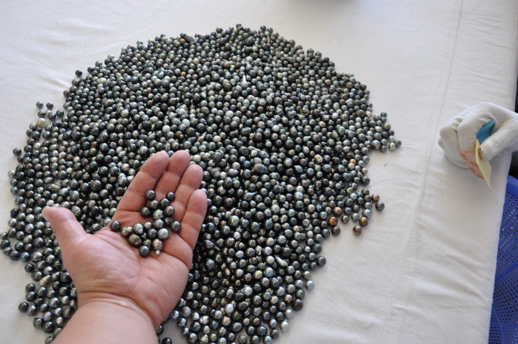 Tri à la main d'une récolte de perles de Tahiti