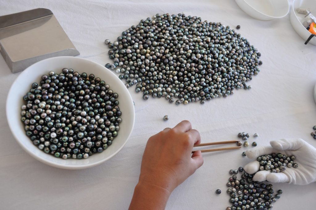 Tri de perles de Tahiti à la pince en bambou
